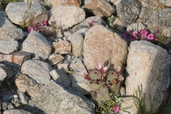 Anza Borrego State Park