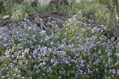 Anza Borrego Desert in bloom, Southern California