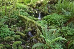 Opal Creek, Oregon