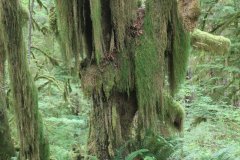 Hoh Rainforest,  Olympic National Park