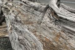 Driftwood, Olympic National Park