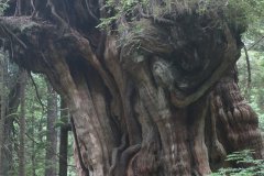 Giant Spruce, Olympic National Park, Washington State