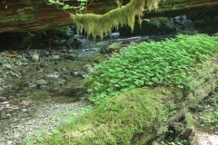 Hoh River,  Olympic National Park, Washington State