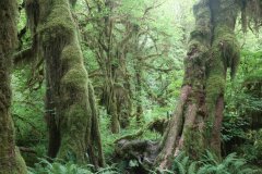Hoh Rainforst, Olympia National Park
