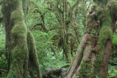 Hoh Rainforst, Olympia National Park