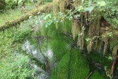 Hoh Rainforst, Olympia National Park