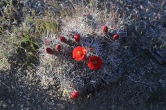 Mojave Desert National Monument