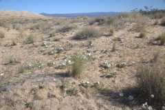 Mojave Desert National Monument