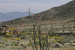 Anza Borrego State Park, California