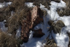 Petrified Forest National Park