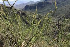 Big Bend National Park