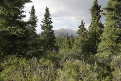 Denali National Park, Alaska