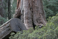 Kings Canyon National Park