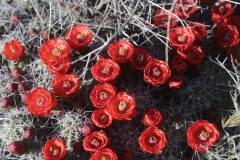 Mojave Desert National Monument